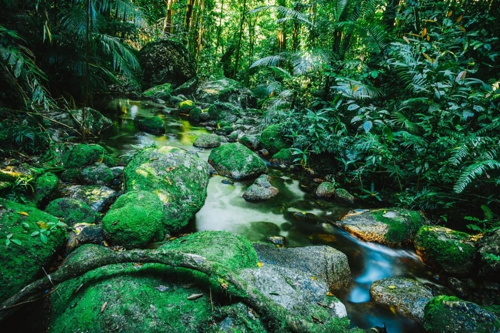 Daintree jungle regenwoud Queensland