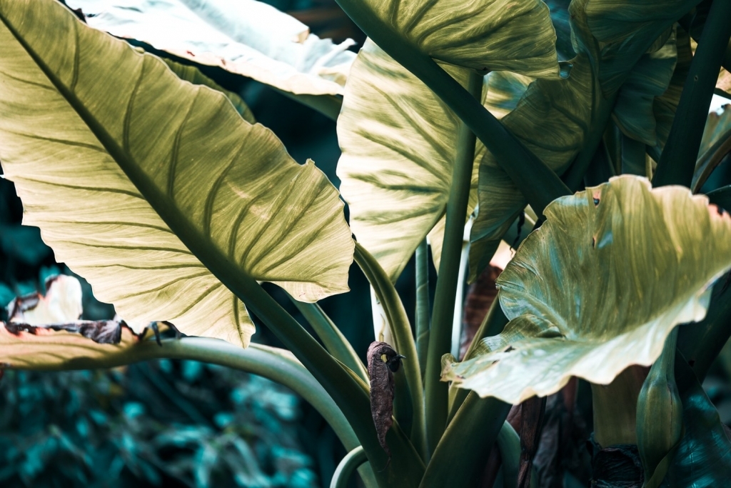Mauritius planten fauna