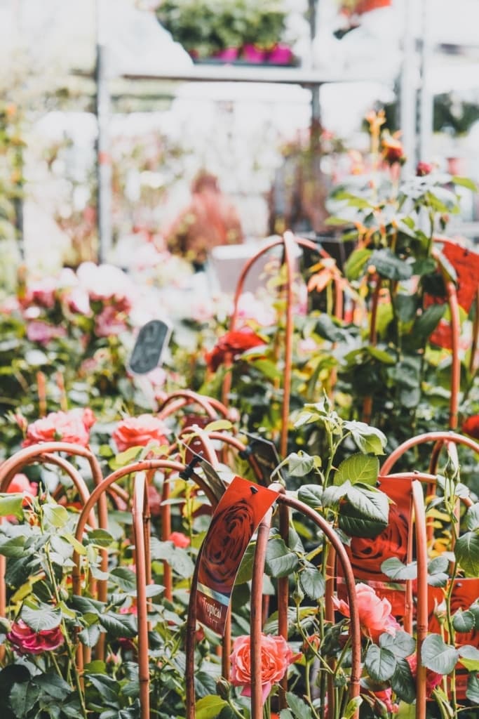 planten kopen in brussel