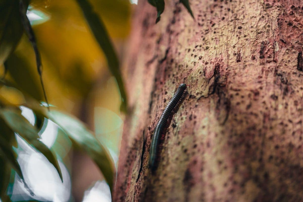 bloedzuigers khao sok