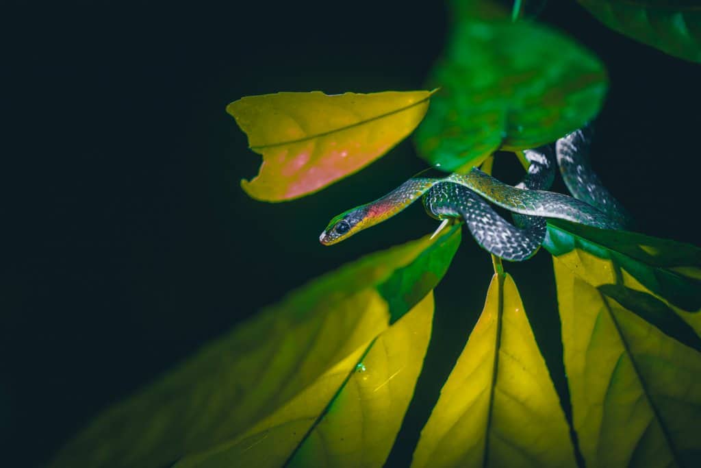 chiang mai jungle trekking