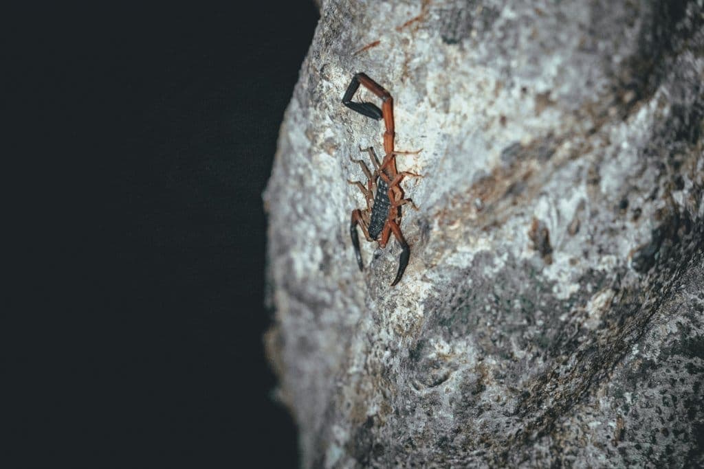 nationaal park thailand kao sok