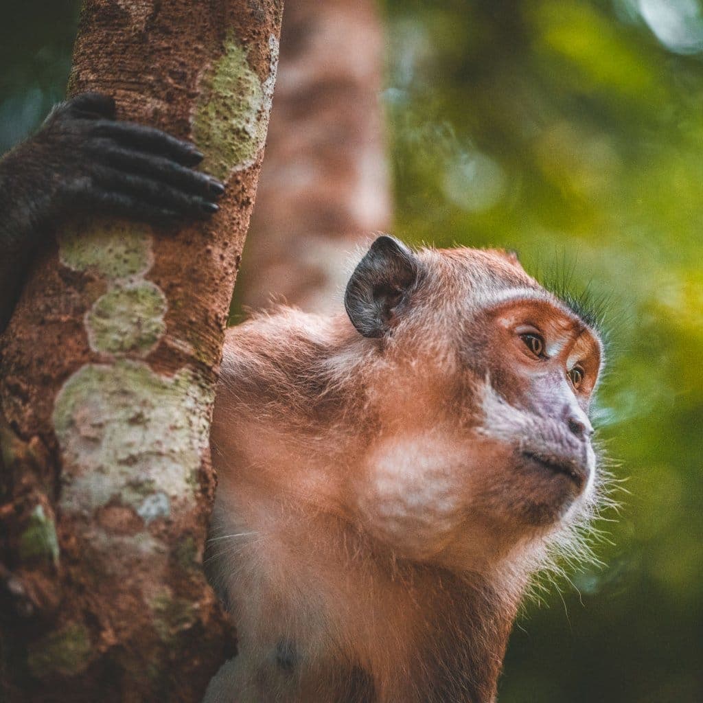 khao sok thailand wat te doen