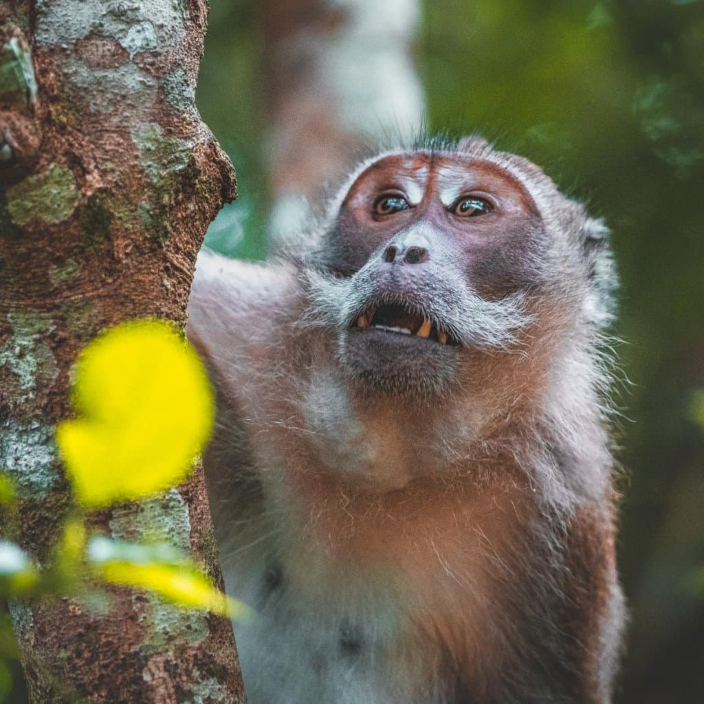 wilde apen in khao sok