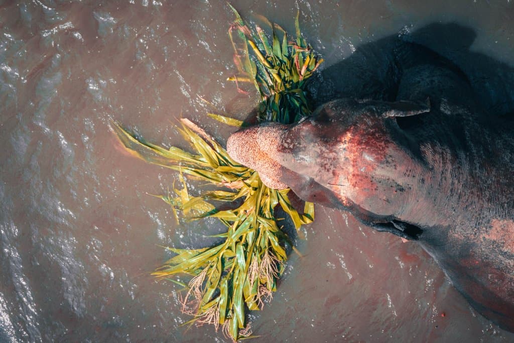 olifanten bezoeken thailand