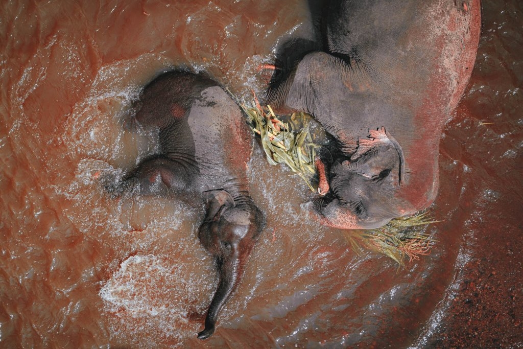 wilde olifanten thailand