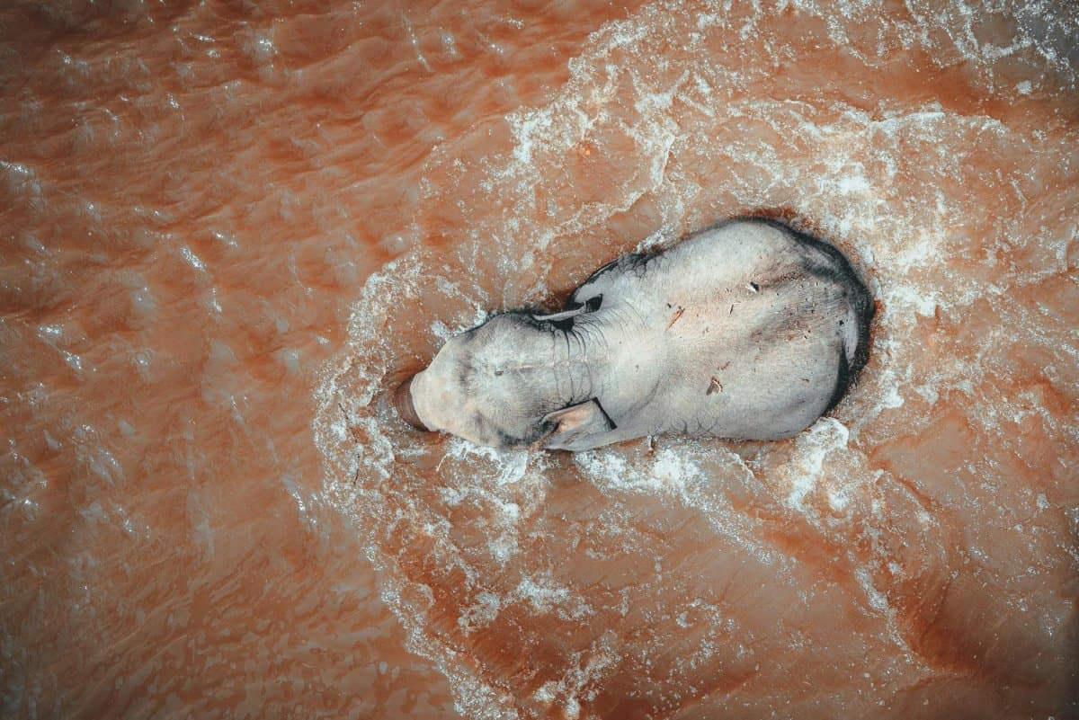 olifanten in thailand