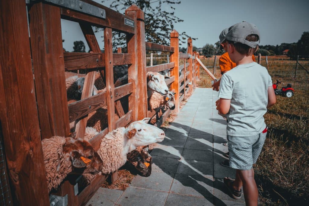 ronse vakantiehuis schapenkop