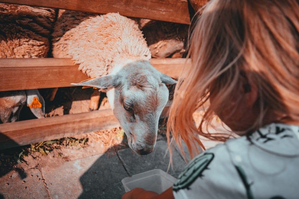 vakantiehuis de schapenkop