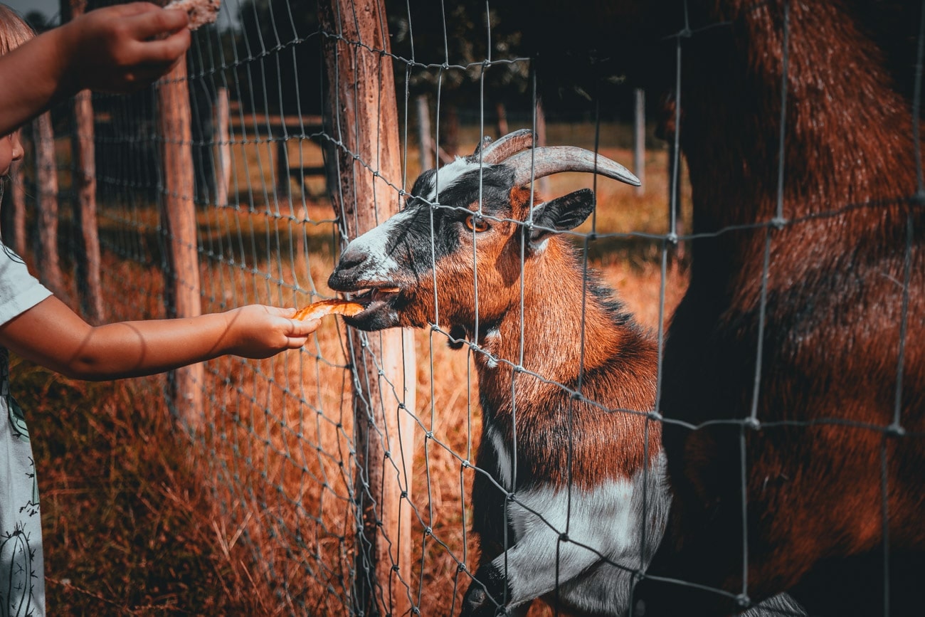 De Staycation Files: 24 uur in Ronse met een peuter (deel 2)