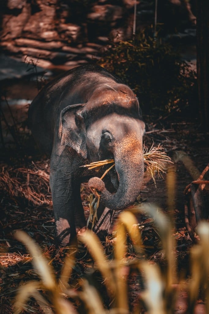 waar olifanten wassen in thailand