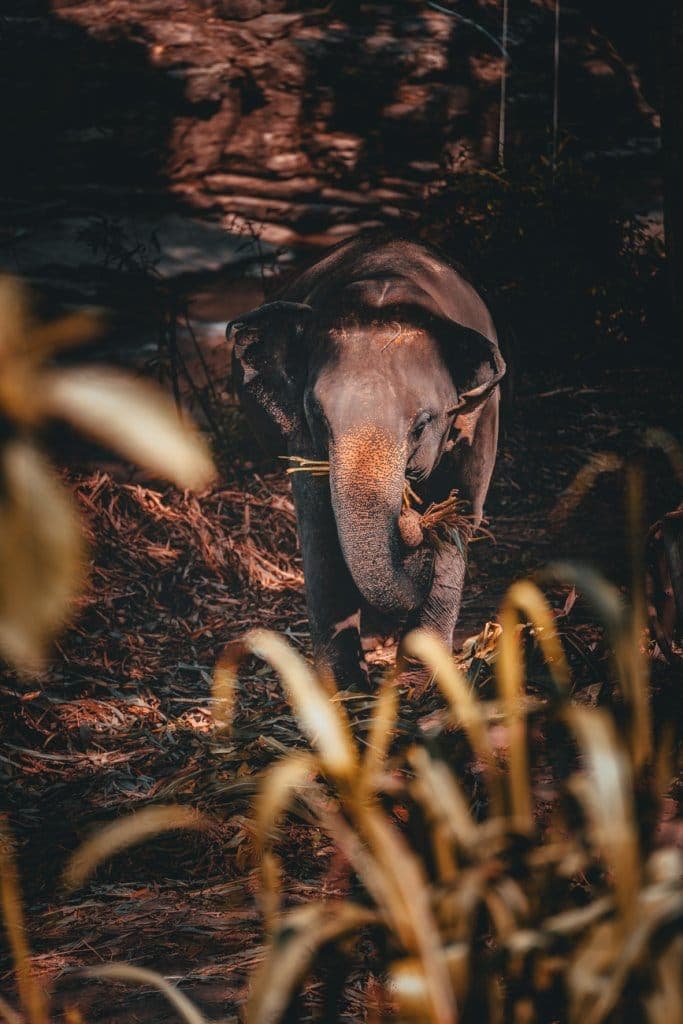 waar best olifanten in thailand bezoeken