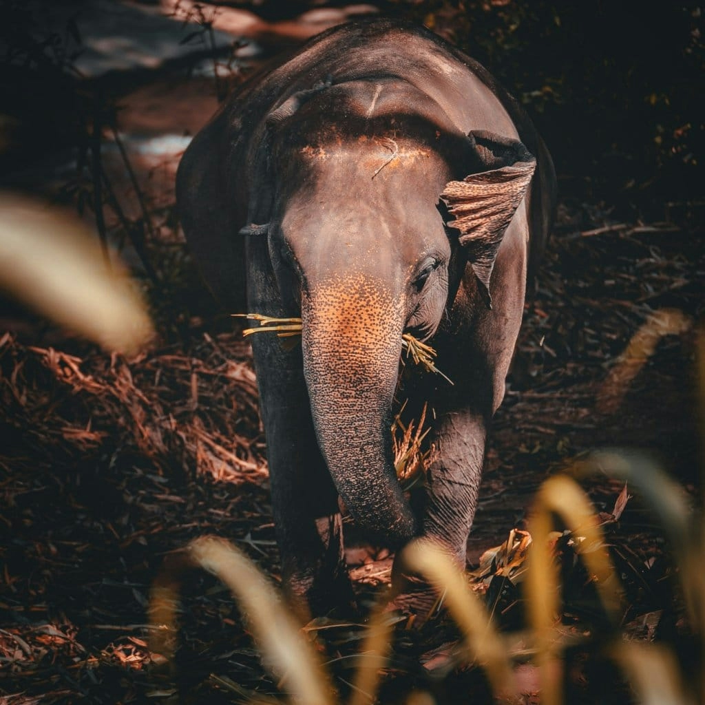 olifanten kijken in thailand