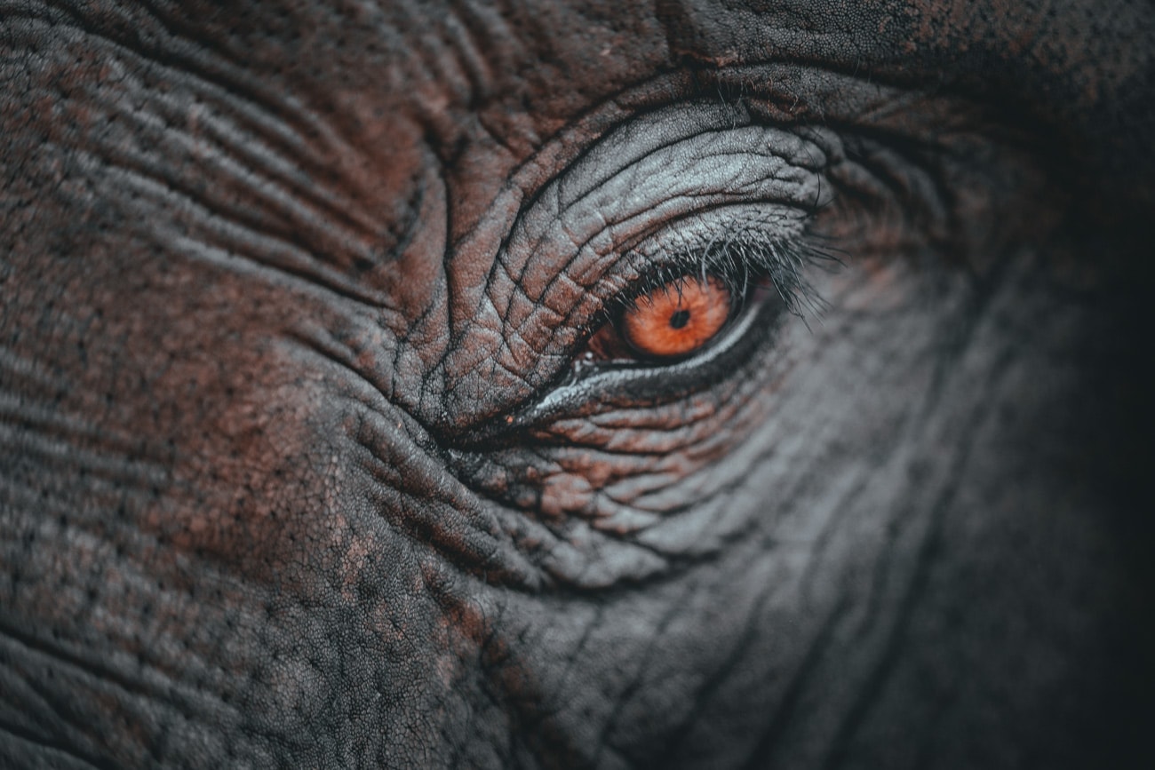 Olifanten kijken in Chiang Mai, Thailand: magda?