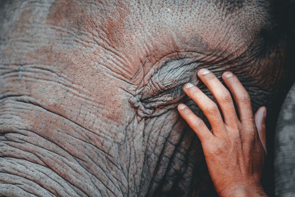 waar best olifanten in thailand bezoeken