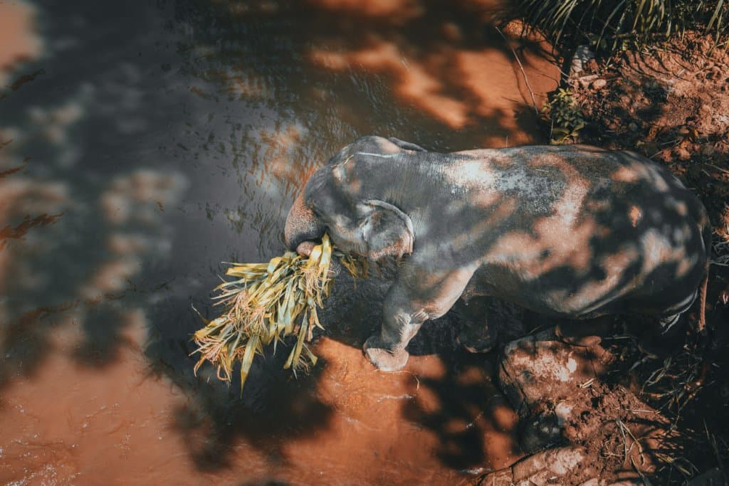 correct waar best olifanten in thailand bezoeken