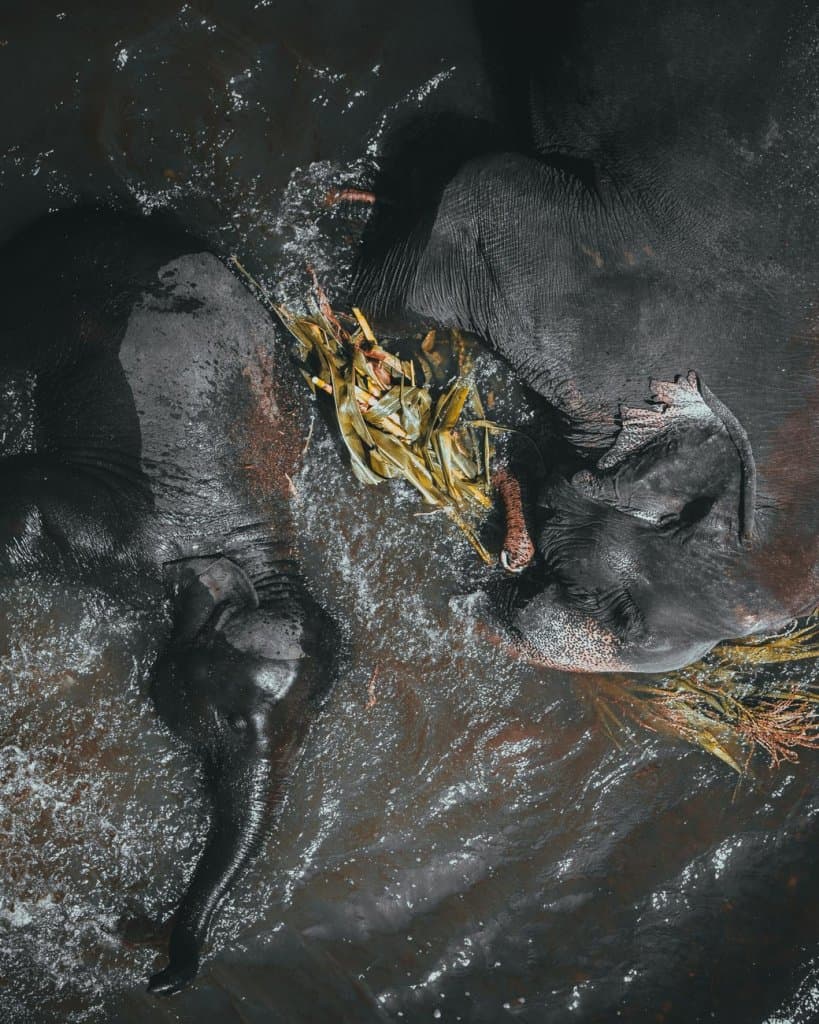 elephant sanctuary chiang mai