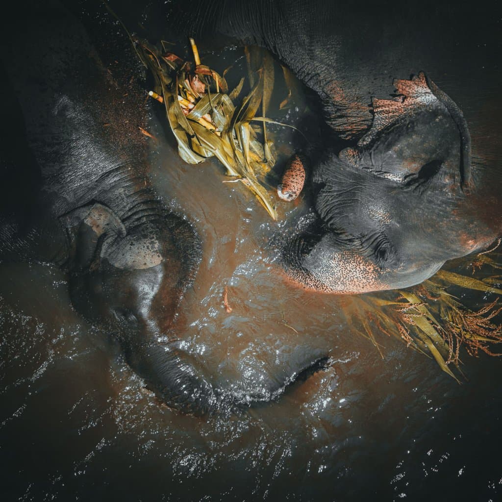 chiang mai olifanten