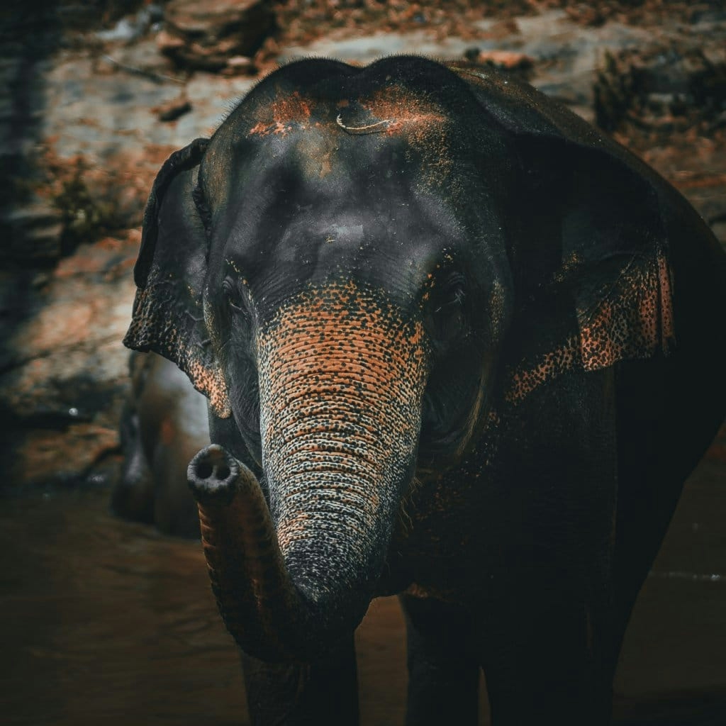 olifanten wassen chiang mai