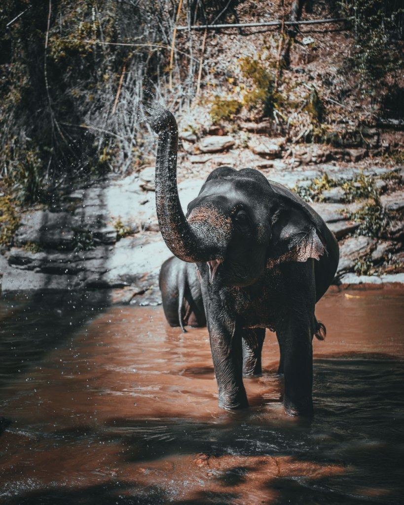 olifanten bezoeken en wassen in thailand