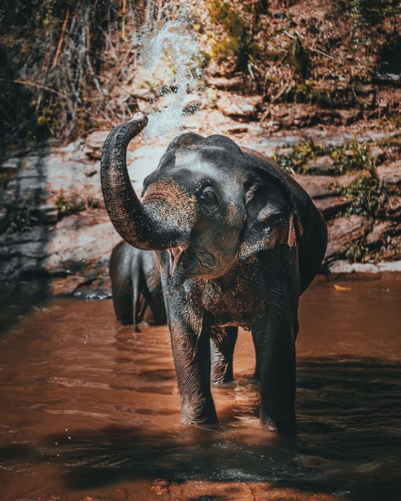 elephant sanctuary chiang mai