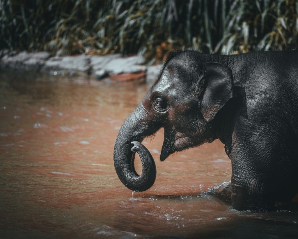 waar best olifanten in thailand bezoeken