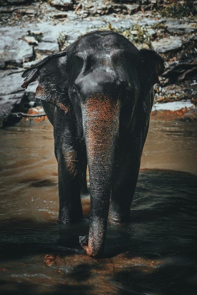 elephant sanctuary chiang mai thailand