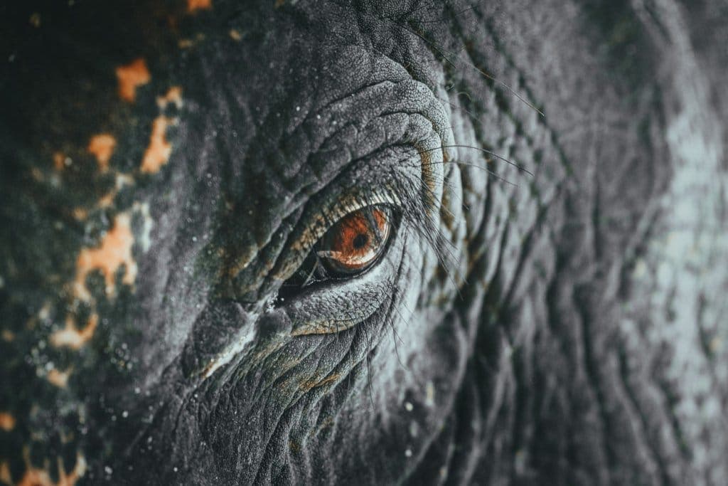 thailand elephant sanctuary chiang mai