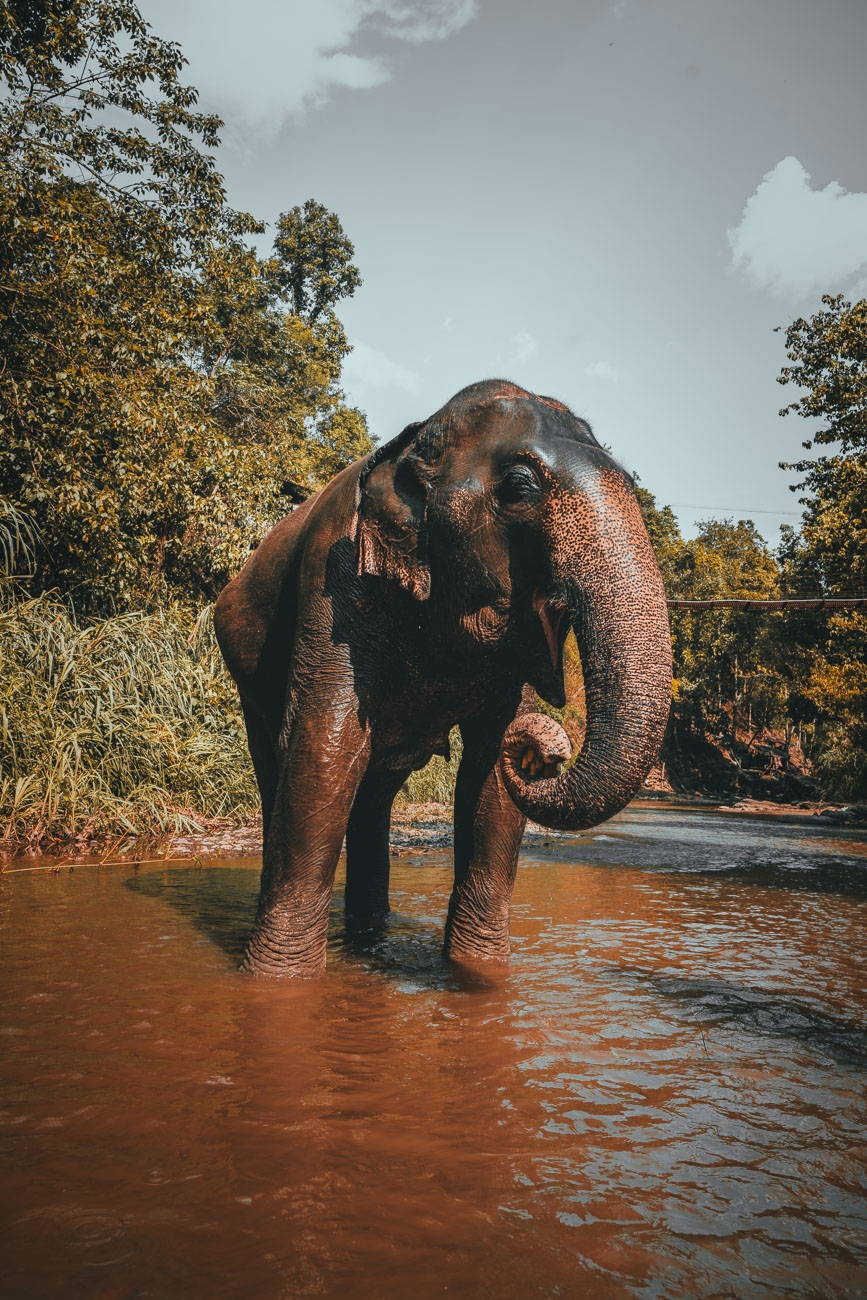 thailand olifanten goed