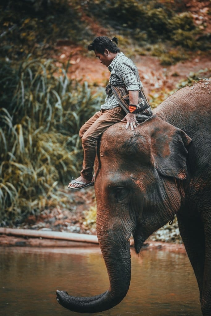 correct olifanten bezoeken