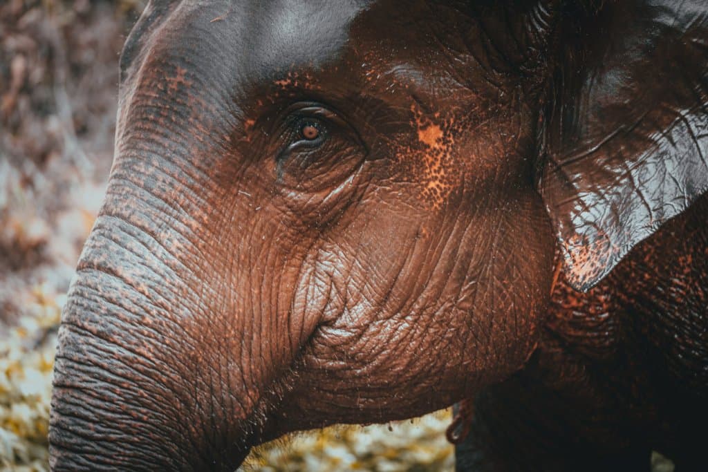 chiang mai olifaten weeshuis