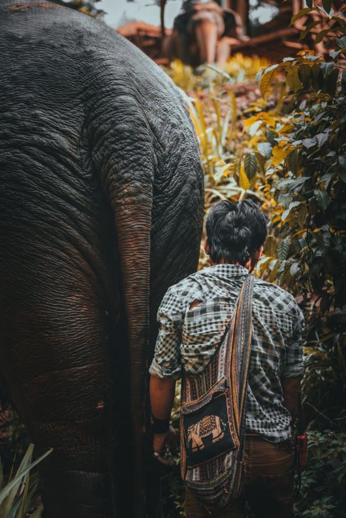 elephant sanctuary thailand