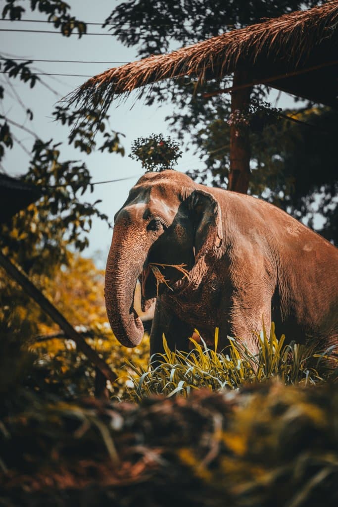 chiang mai olifanten