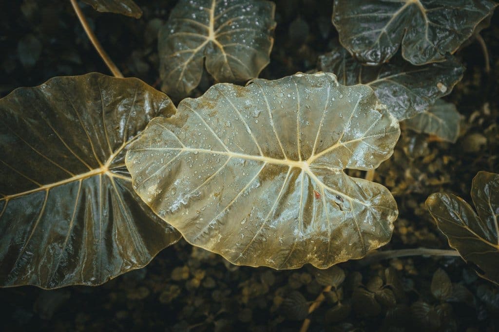 ecologische reizen maken olifanten spotten thailand