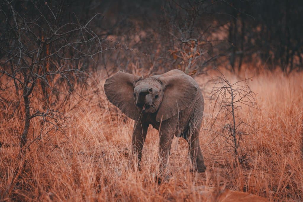 baby olifant big five zuid afrika