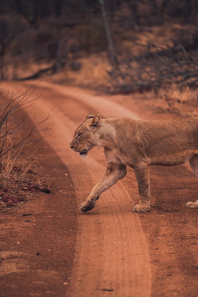wilde dieren zuid afrika