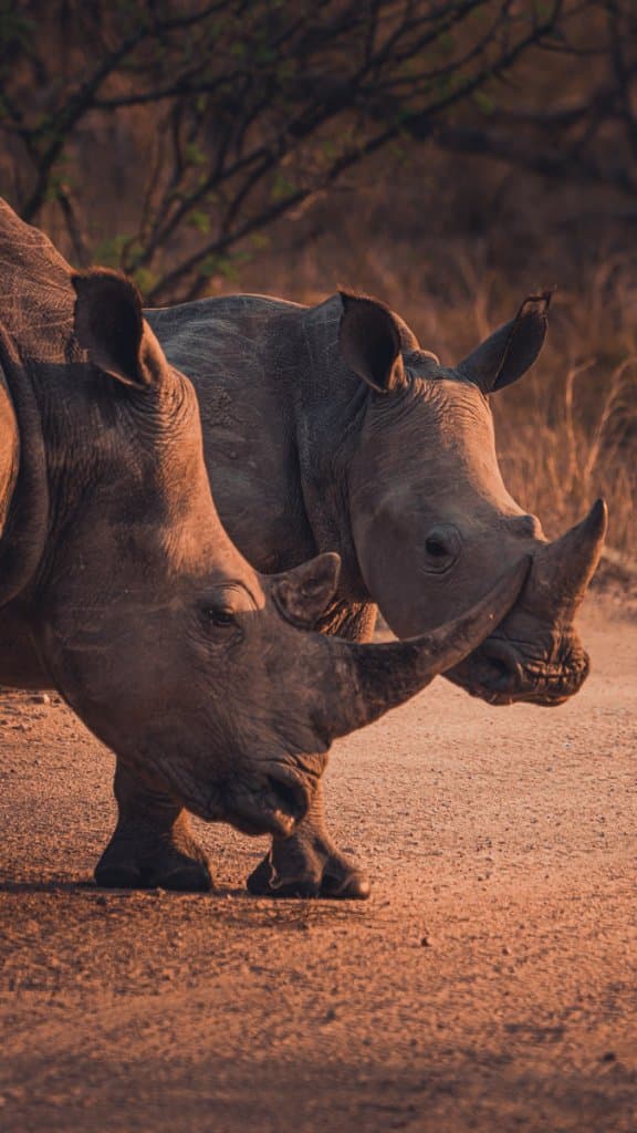 private game reserves kruger park bezoeken