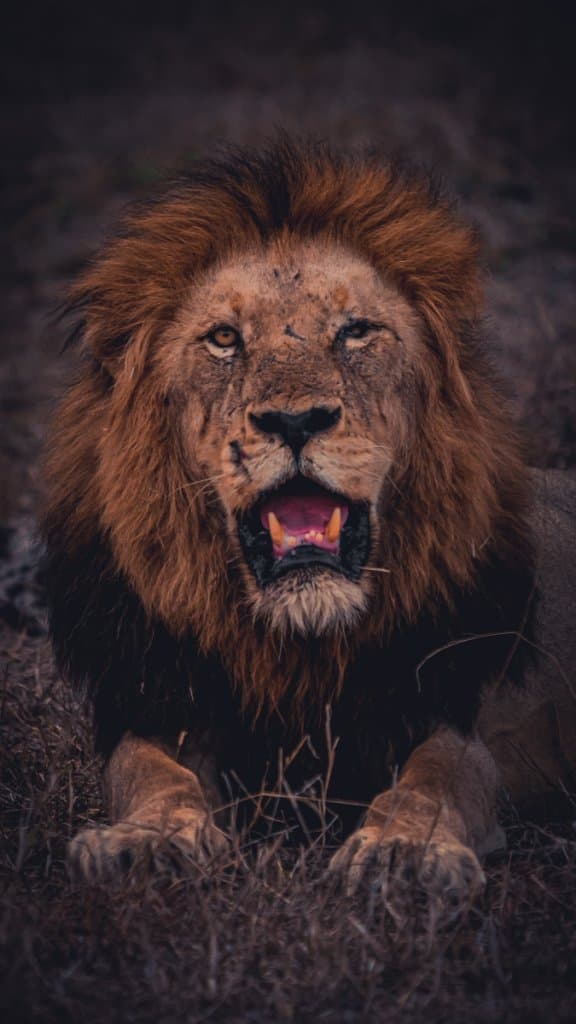 big 5 kruger park zien