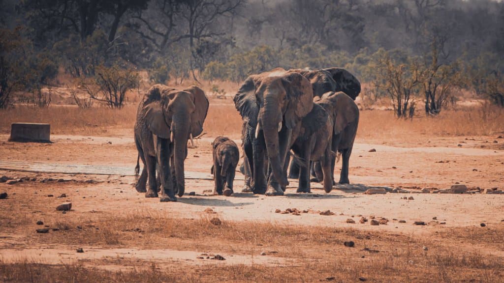 olifaten in het zuiden van het kruger park