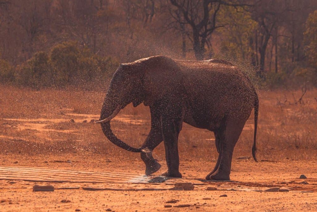 kruger park wat te doen