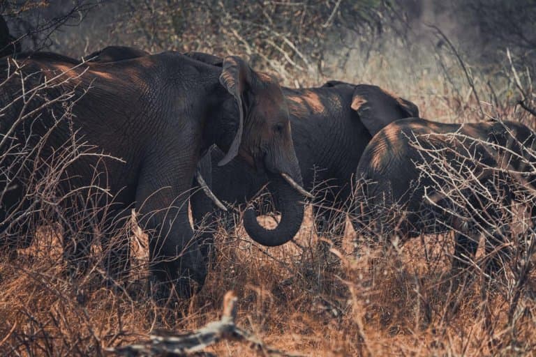 olifanten zuid afrika kruger