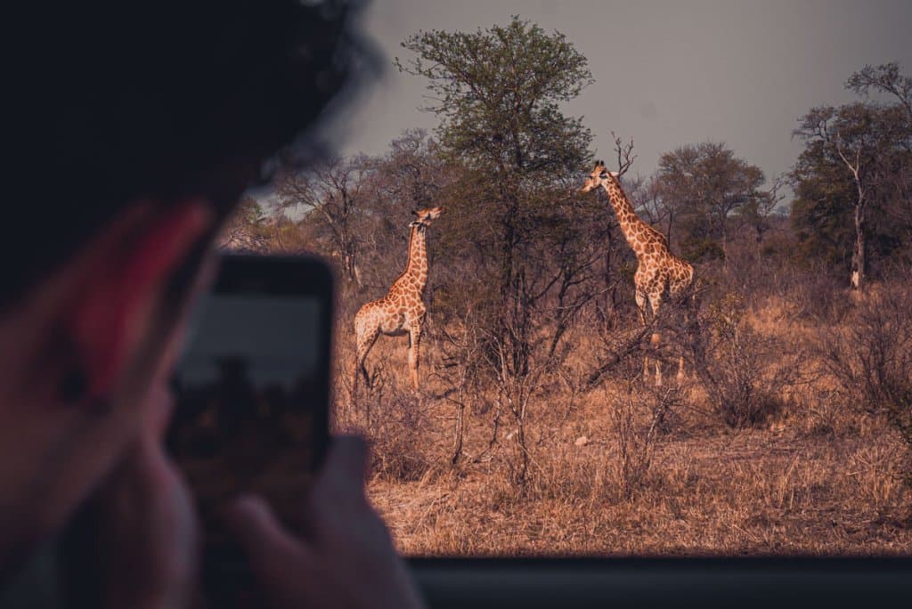 giraffen safari kruger park