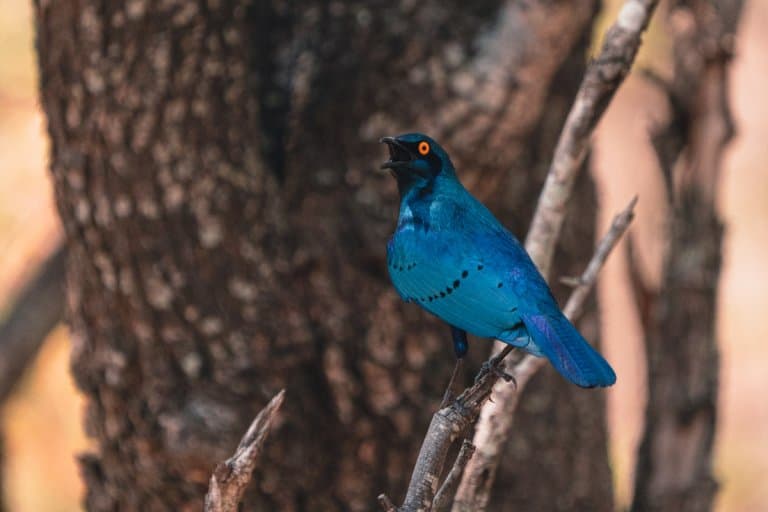vogels kruger park zuid afrika