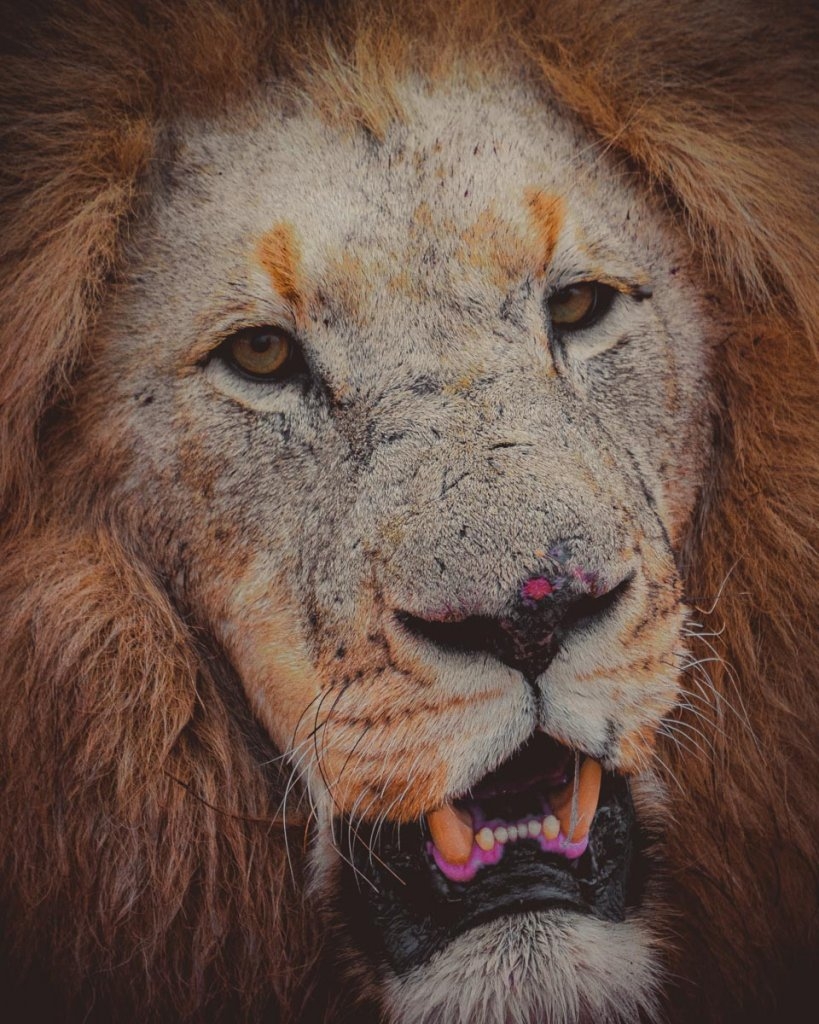 leeuwen spotten zuid afrika