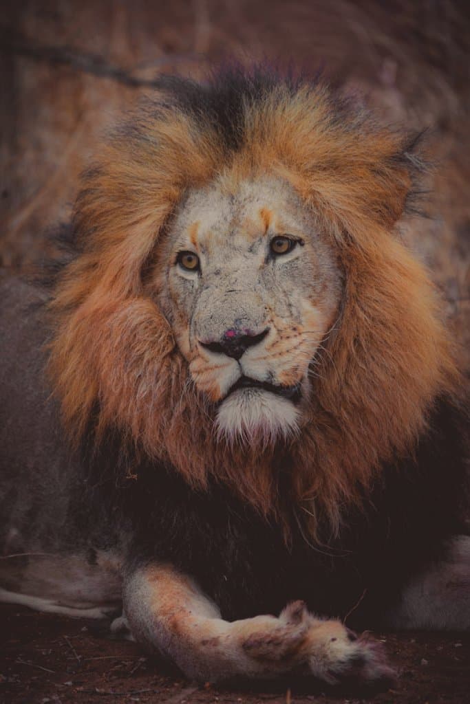 waar leeuwen zien in zuid afrika