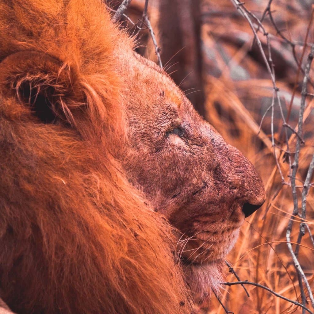 safari in het krugerpark