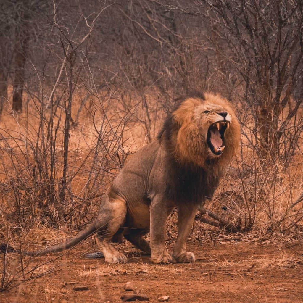safari met wilde dieren in zuid afrika