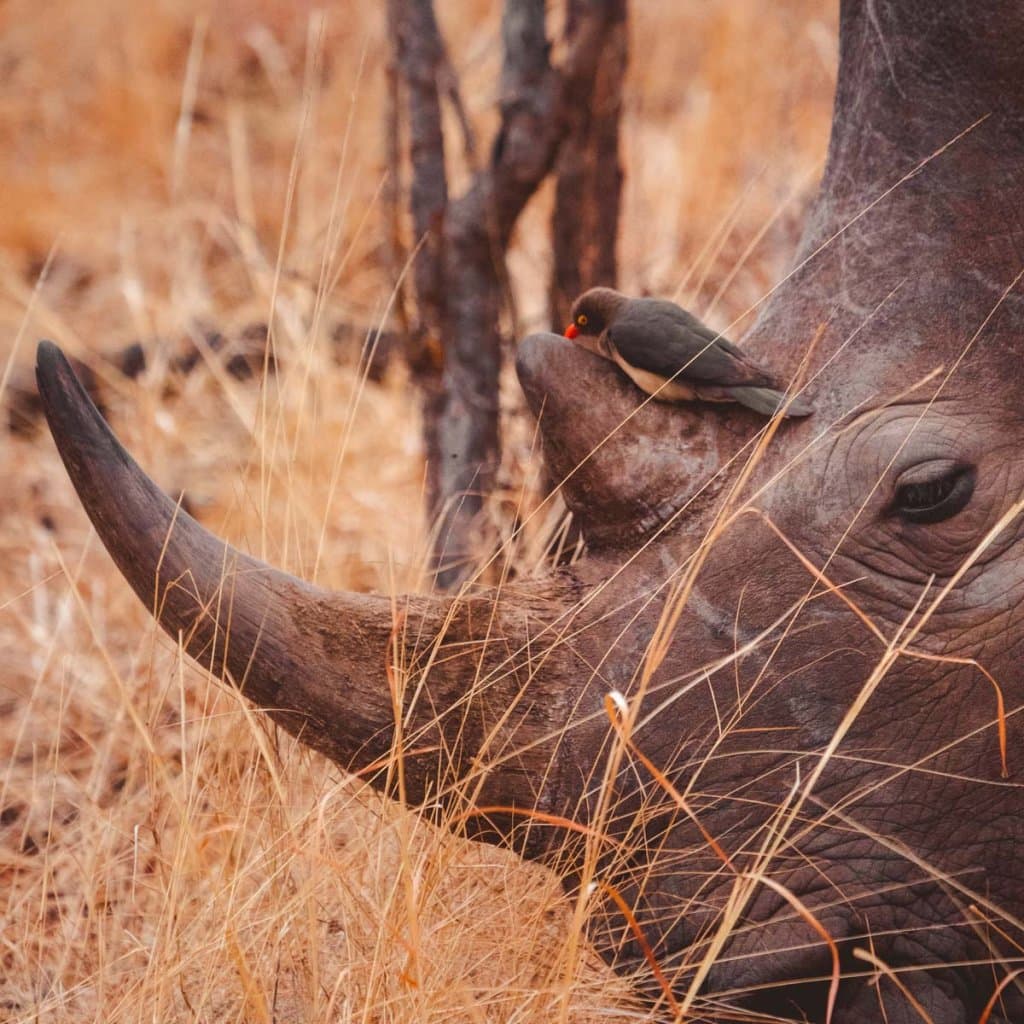 hoeveel neushoorns zijn er nog in de wereld