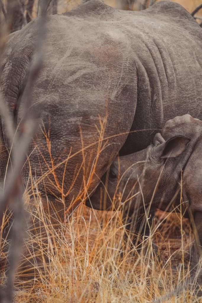 neushoorns in zuid afrika