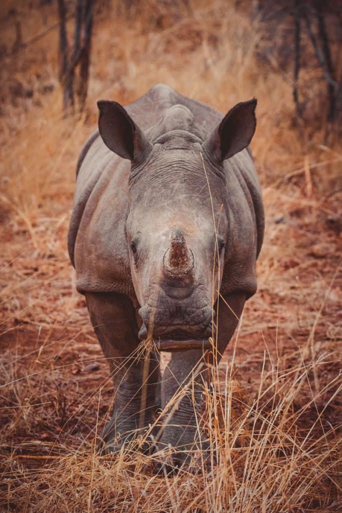 neushoorns zuid afrika safari